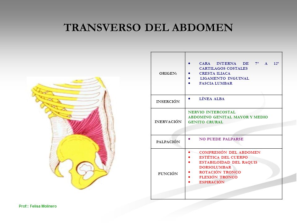 transverso del abdomen origen insercion y funcion